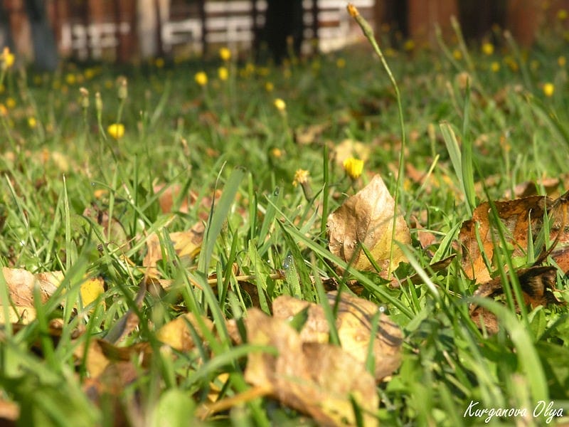 Осень - как сохранить насыщенный цвет газона?